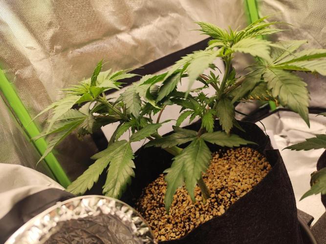 RQS Apple Fritter|Cookies Gelato. Week 6 - Cookies gelato 