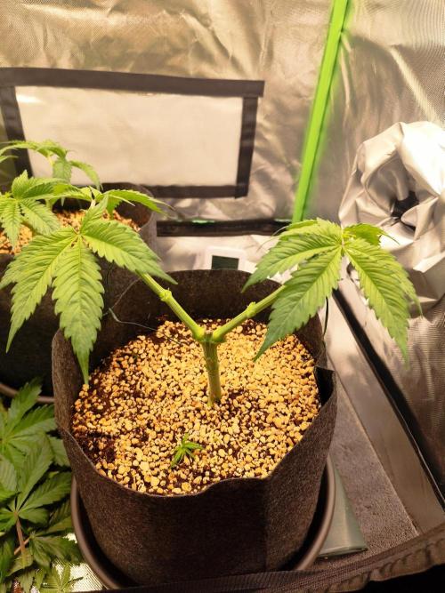 RQS Apple Fritter|Cookies Gelato. Week 6 - Cookies Gelato after HST