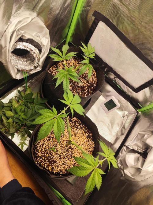 RQS Apple Fritter|Cookies Gelato. Week 6