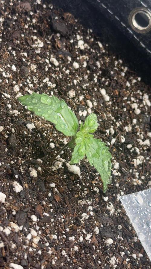 Lemon cherry cookies & papaya cookies Fb. Week 1