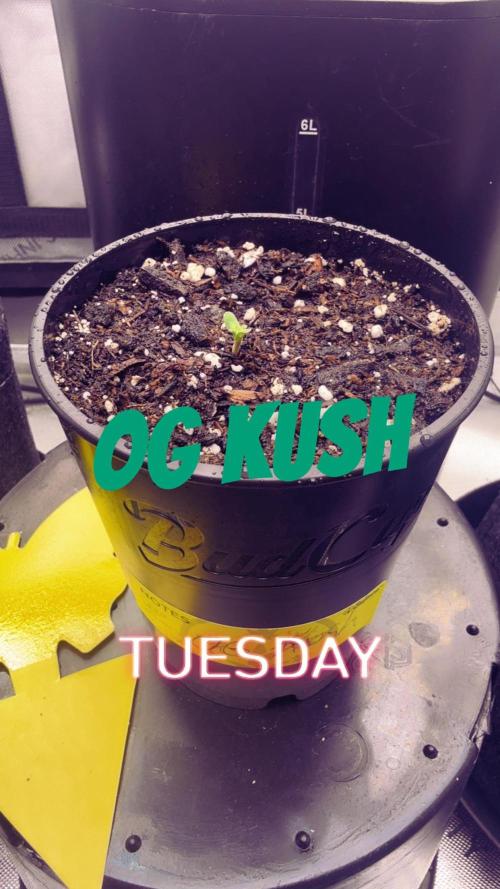 OG KUSH FEM SEEDSMAN. Week 0