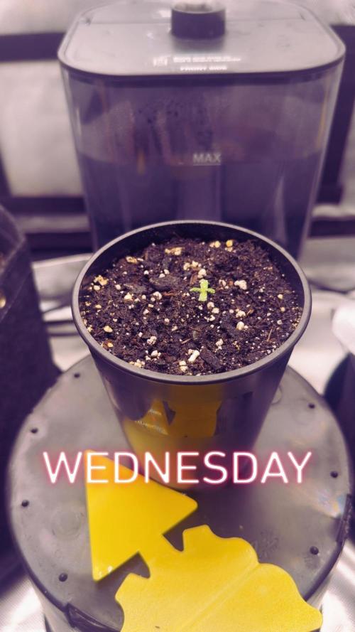 OG KUSH FEM SEEDSMAN. Week 0