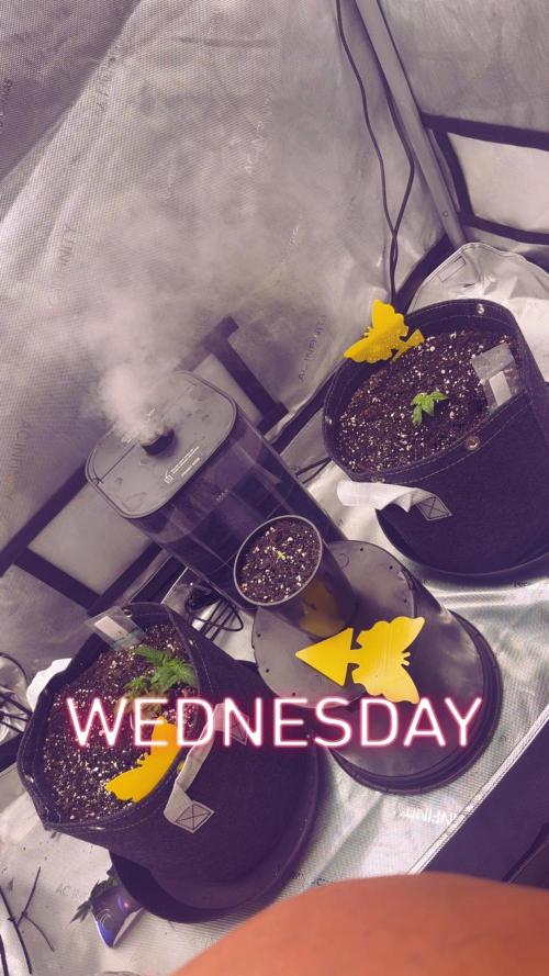 Papaya Cookie FB Auto. Week 2