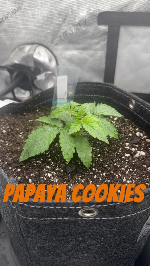 Papaya Cookie FB Auto. Week 2