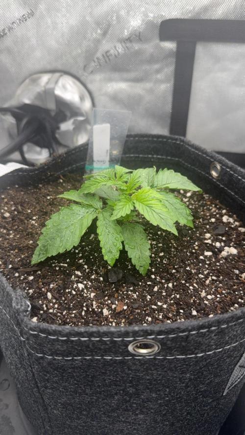 Papaya Cookie FB Auto. Week 2