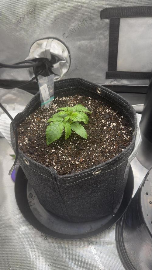 Papaya Cookie FB Auto. Week 2