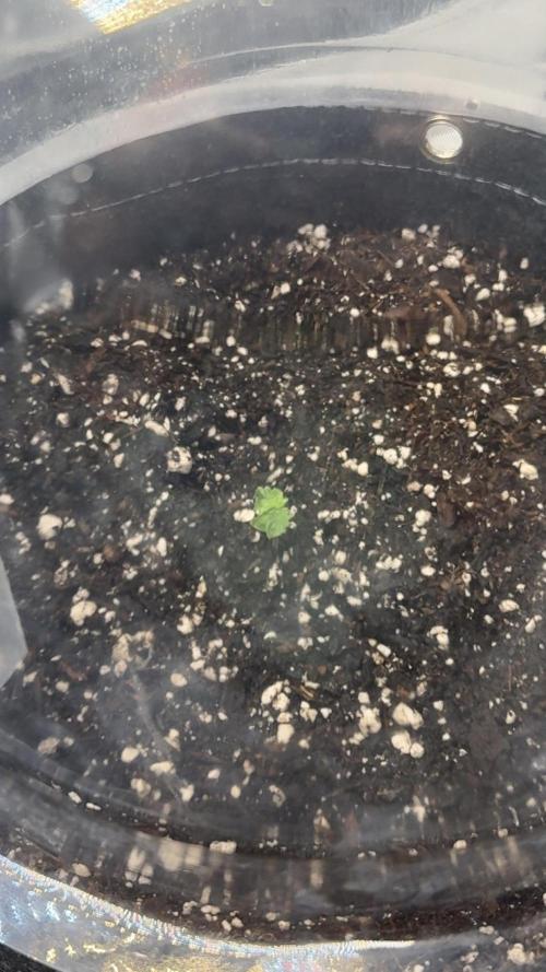 Papaya Cookie FB Auto. Week 2