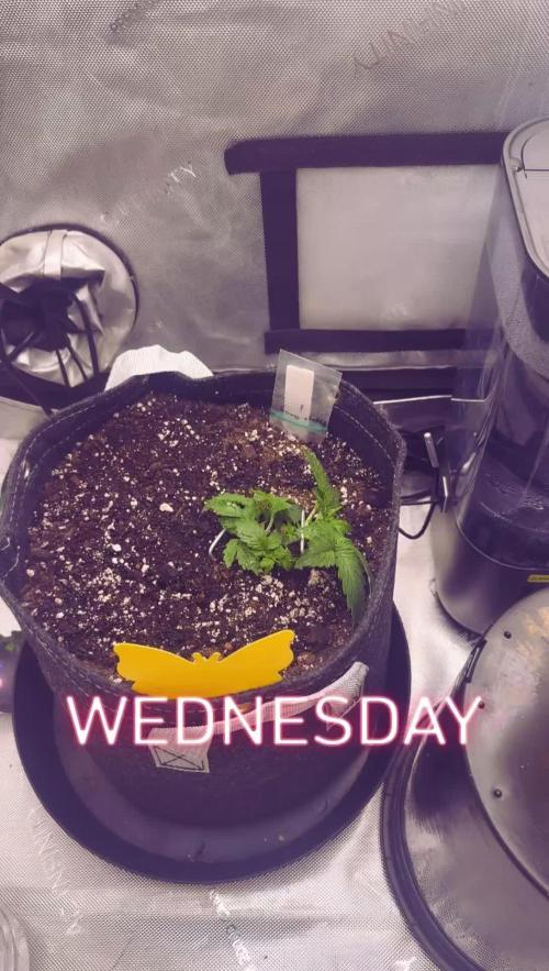 Lemon cherry cookies & papaya cookies Fb