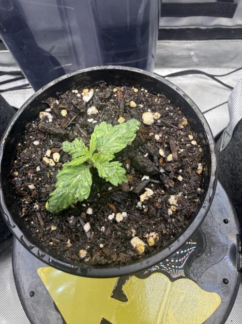 OG Kush Fem Ltd. Edition . Week 1