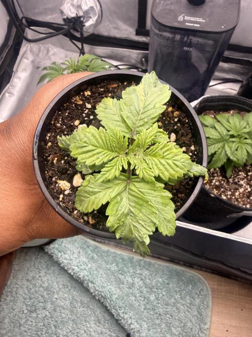 OG KUSH FEM SEEDSMAN Photo. Week 2