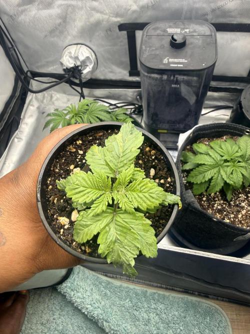 OG KUSH FEM SEEDSMAN Photo. Week 2