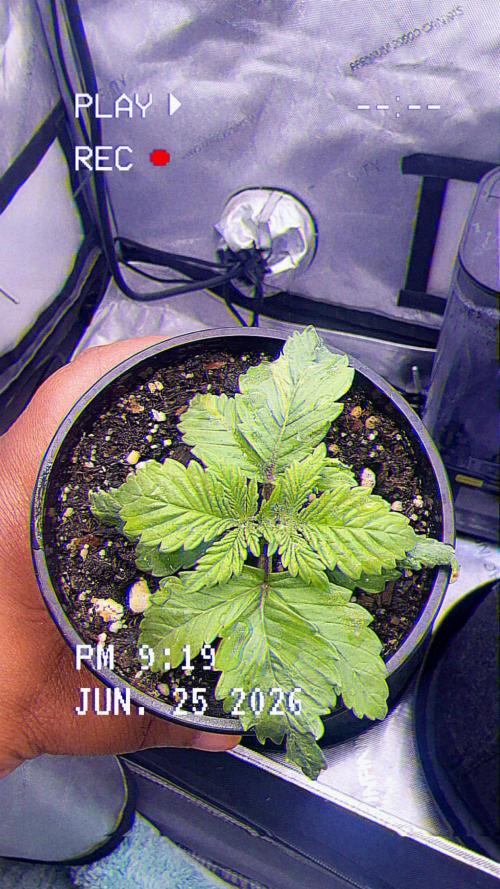 OG KUSH FEM SEEDSMAN Photo. Week 2