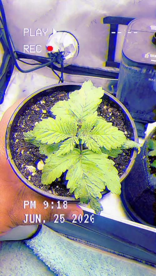 OG KUSH FEM SEEDSMAN