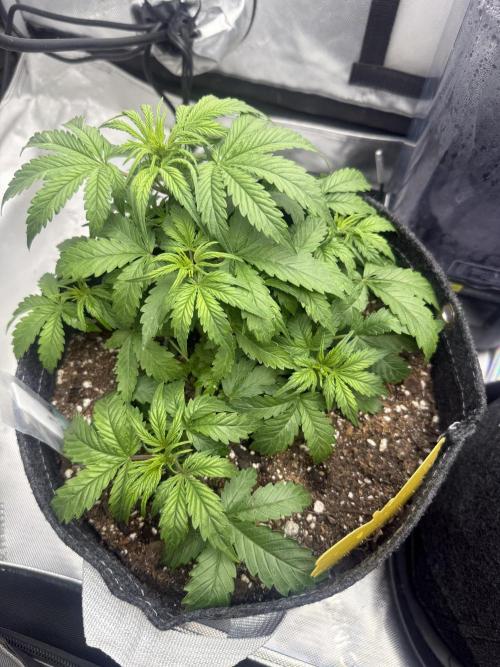 Papaya Cookie FB Auto. Week 3