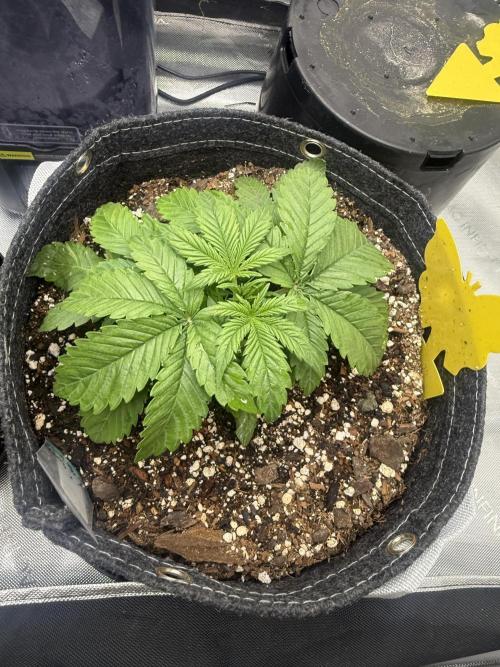 Papaya Cookie FB Auto. Week 3