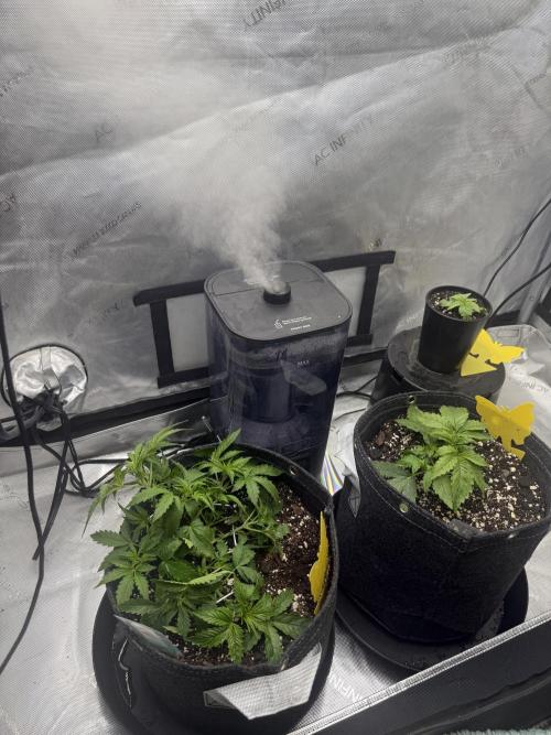 Papaya Cookie FB Auto. Week 3