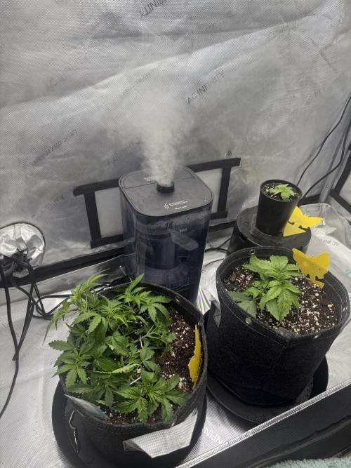 Papaya Cookie FB Auto. Week 3