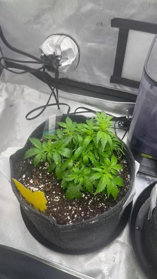 Papaya cookies Fb