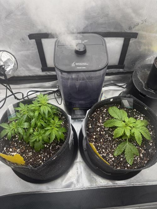 Papaya Cookie FB Auto. Week 3