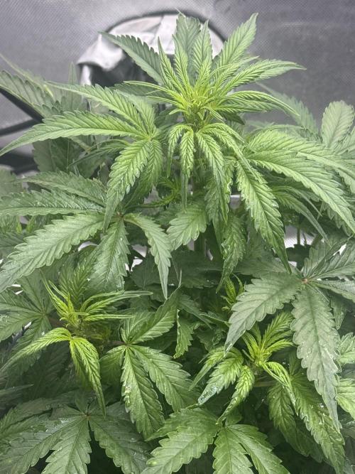 Papaya Cookie FB Auto. Week 4
