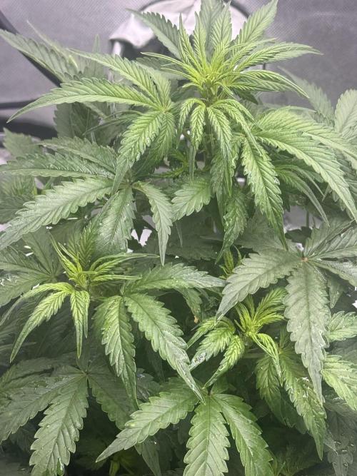 Papaya Cookie FB Auto. Week 4