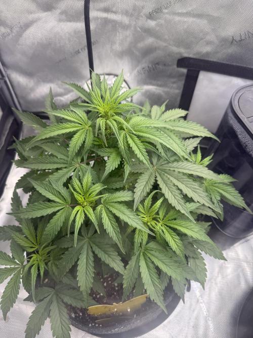 Papaya Cookie FB Auto. Week 4