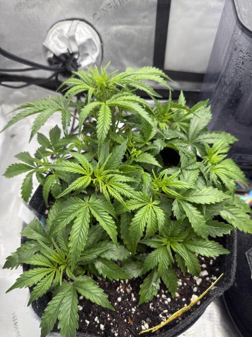 Papaya Cookie FB Auto. Week 4