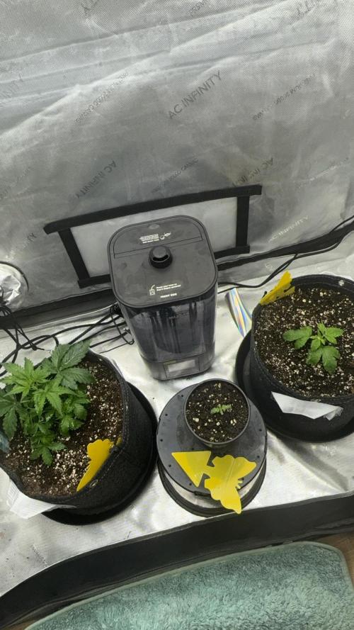 Lemon Cherry Cookies FB Auto. Week 1