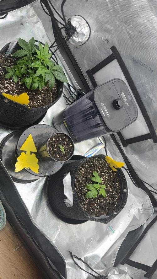 Lemon Cherry Cookies FB Auto. Week 1