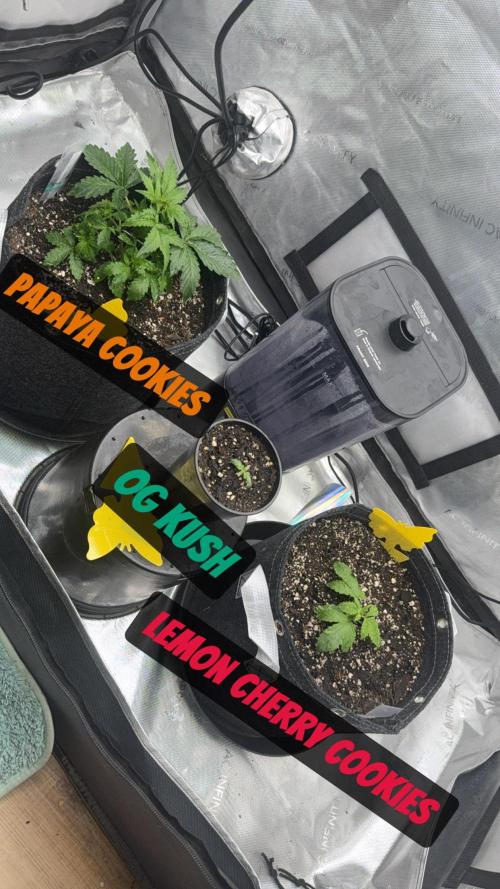 Lemon Cherry Cookies FB Auto. Week 1