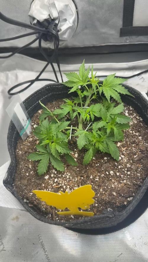 Lemon cherry cookies 42FB