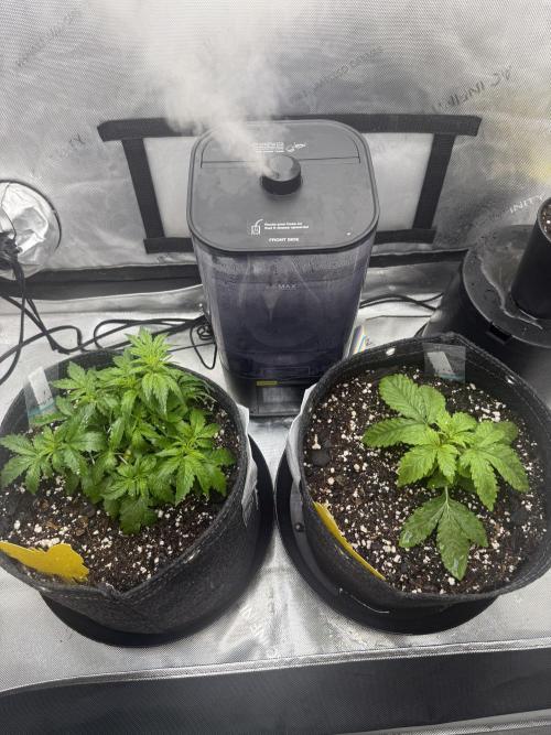 Lemon Cherry Cookies FB Auto. Week 2