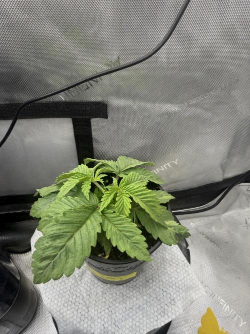 OG KUSH FEM SEEDSMAN Photo. Week 2