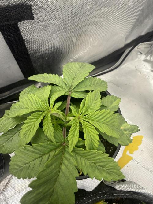 OG KUSH FEM SEEDSMAN Photo. Week 2