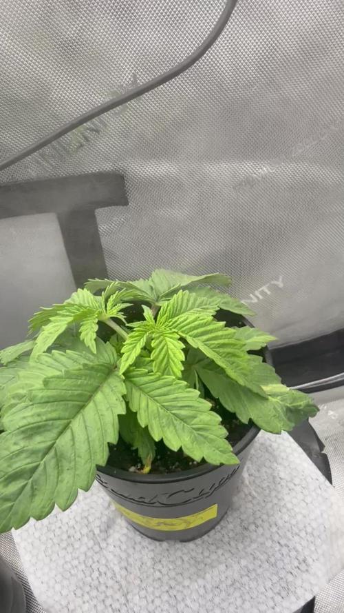 OG KUSH FEM SEEDSMAN Photo