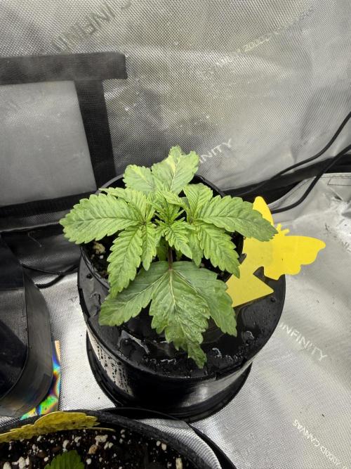 OG Kush Fem Ltd. Edition . Week 2