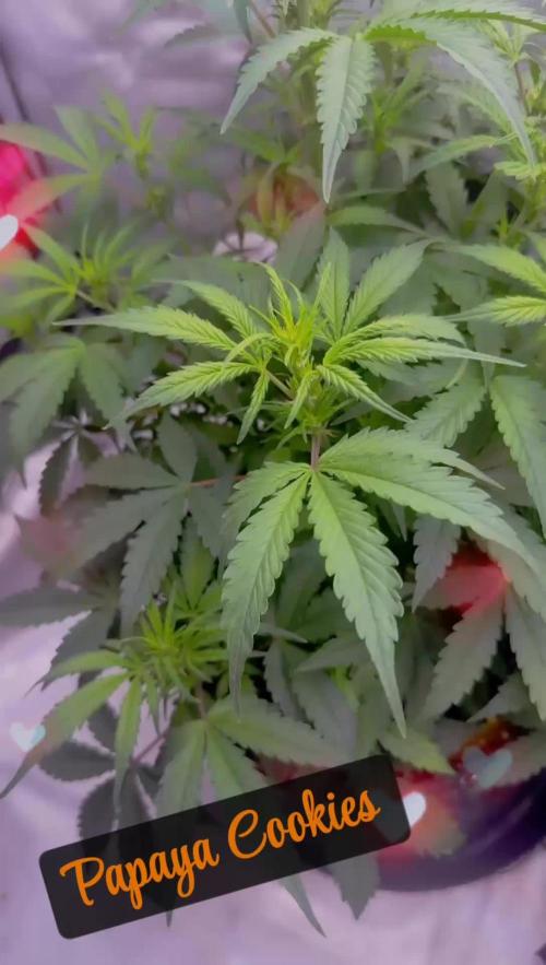 Papaya Cookie FB Auto