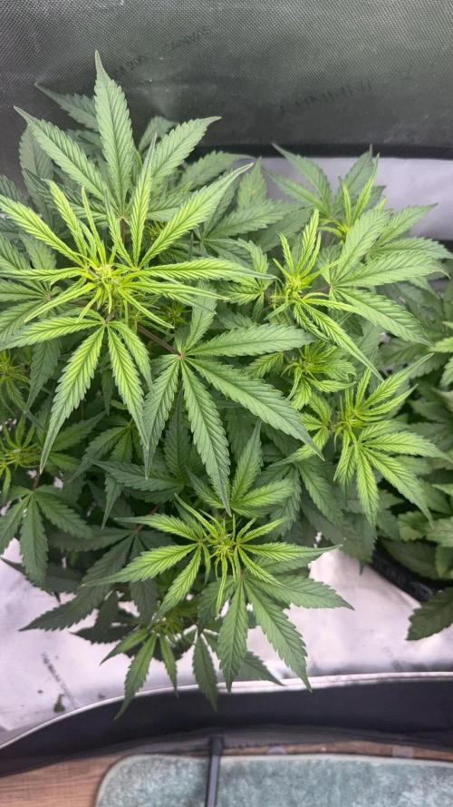 Papaya Cookie FB Auto. Week 5