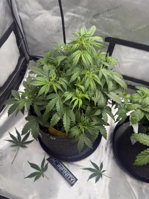 Papaya Cookie FB Auto. Week 5