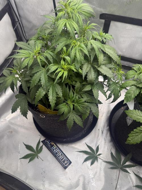 Papaya Cookie FB Auto. Week 5