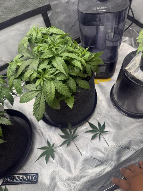 Papaya Cookie FB Auto. Week 5
