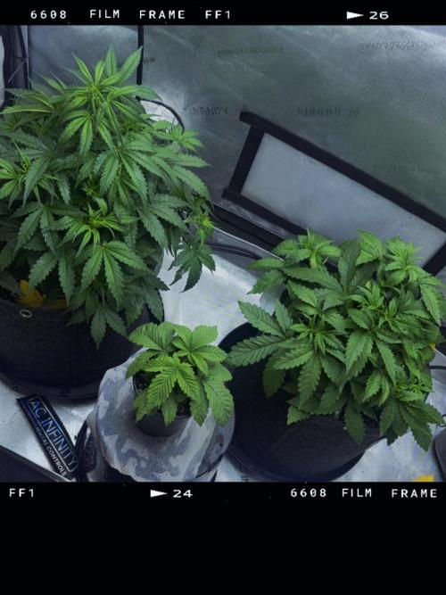 Lemon Cherry Cookies FB Auto. Week 3