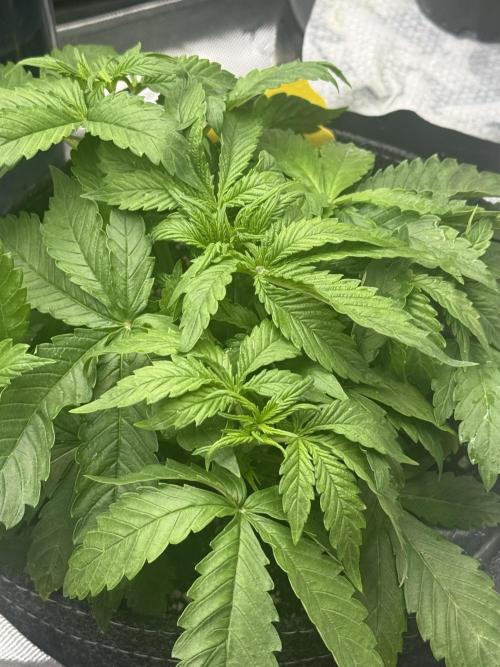 Lemon Cherry Cookies FB Auto. Week 3