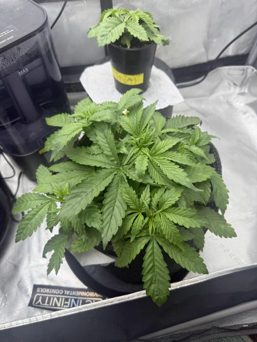 Lemon Cherry Cookies FB Auto. Week 3