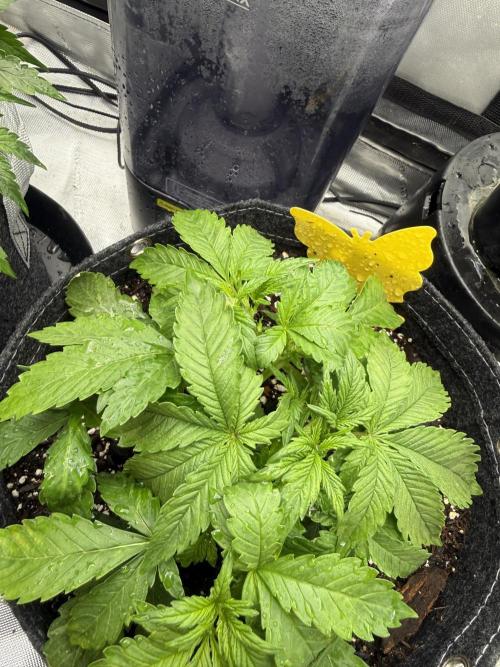 Lemon Cherry Cookies FB Auto. Week 3