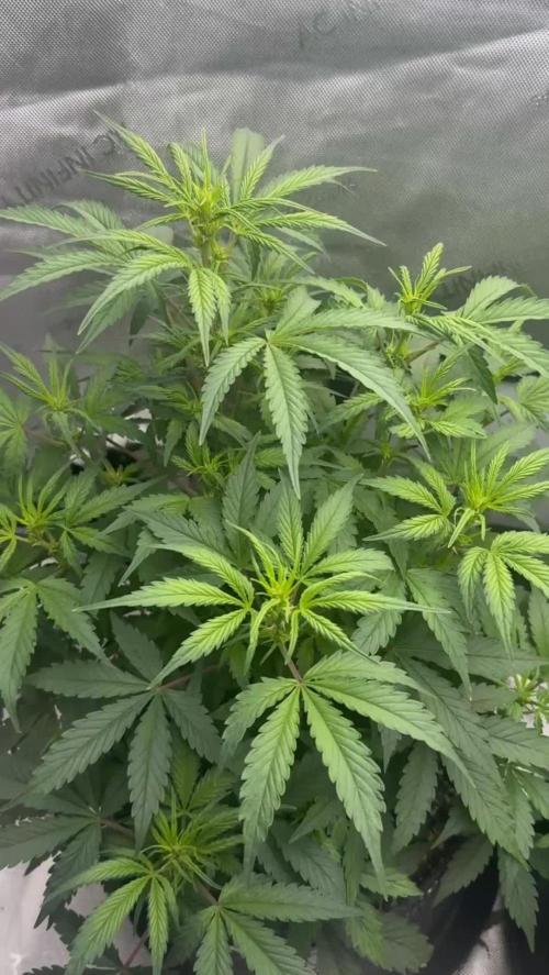 Lemon Cherry Cookies FB Auto