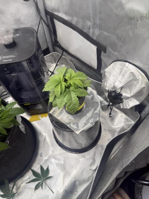 OG KUSH FEM SEEDSMAN Photo. Week 3