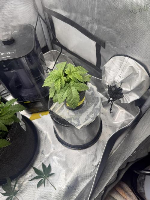 OG KUSH FEM SEEDSMAN Photo. Week 3