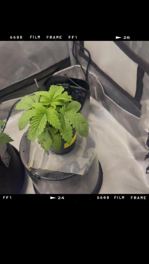 OG KUSH FEM SEEDSMAN Photo