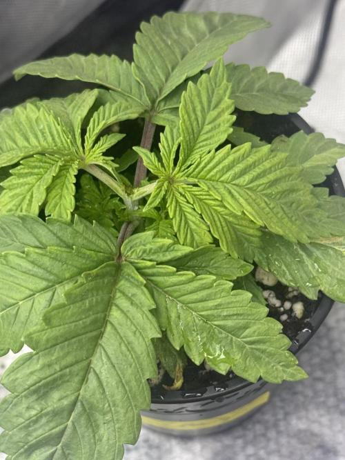 OG Kush Fem Ltd. Edition . Week 3